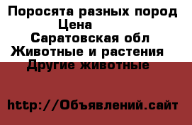 Поросята разных пород  › Цена ­ 2 000 - Саратовская обл. Животные и растения » Другие животные   